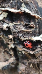 Endomychus coccineus