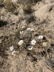 Dimorphotheca pluvialis