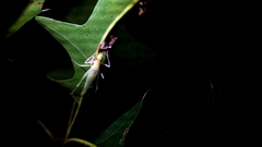 Oecanthus exclamationis