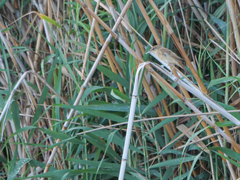 Acrocephalus arundinaceus