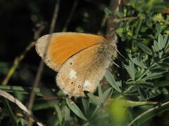 Coenonympha glycerion