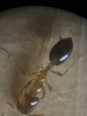 Monomorium intrudens