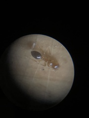 Monomorium intrudens