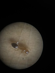 Monomorium intrudens