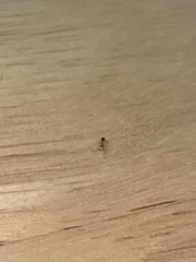 Monomorium intrudens