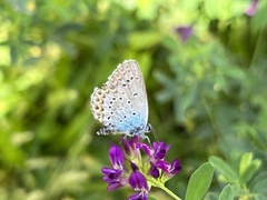 Plebejus idas