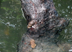 Mollusca