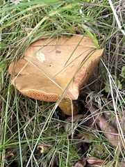 Chalciporus piperatus