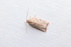 Euchaetis inceptella