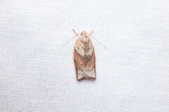 Euchaetis crypsichroa