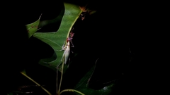Oecanthus exclamationis