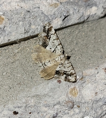 Macaria graphidaria