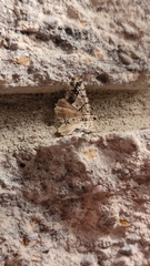 Macaria graphidaria