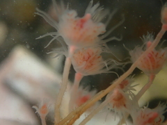 Ectopleura