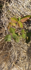 Rubus rigidus