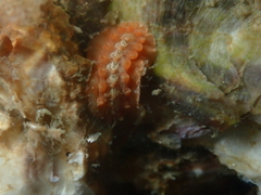 Notoplax