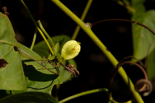 Gouania tiliifolia subsp. tiliifolia image