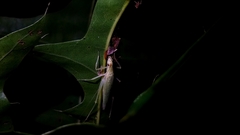 Oecanthus exclamationis