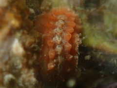 Notoplax