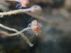 Ectopleura