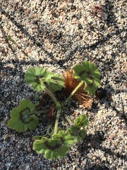 Pelargonium elongatum