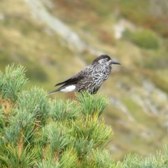 Nucifraga caryocatactes