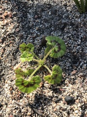 Pelargonium elongatum