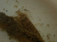 Philocheras australis