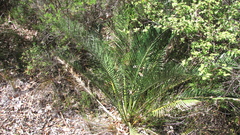 Macrozamia riedlei