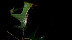 Oecanthus exclamationis