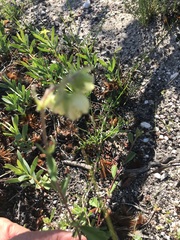 Hermannia hyssopifolia