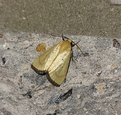 Marimatha nigrofimbria