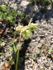 Hermannia hyssopifolia