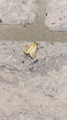 Marimatha nigrofimbria