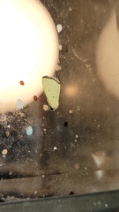 Marimatha nigrofimbria
