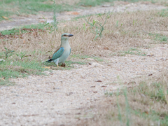 Coracias garrulus