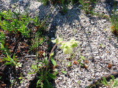 Hermannia hyssopifolia