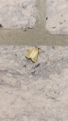 Marimatha nigrofimbria