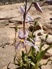 Cyanella orchidiformis