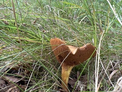 Chalciporus piperatus
