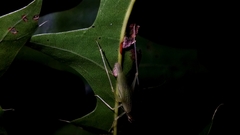 Oecanthus exclamationis