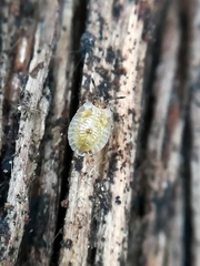 Tingidae