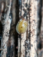 Tingidae