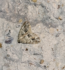 Macaria graphidaria