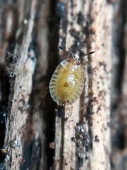 Tingidae