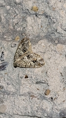 Macaria graphidaria