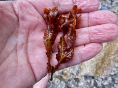 Fucus