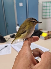 Vireo chivi