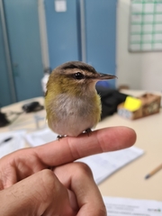 Vireo chivi
