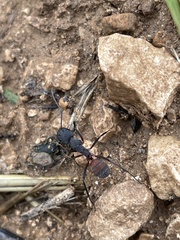 Camponotus cruentatus